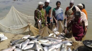 छत्तीसगढ़ ने मत्स्य पालन के क्षेत्र में राष्ट्रीय स्तर पर फिर लहराया परचम