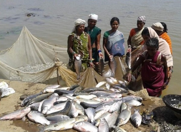 छत्तीसगढ़ ने मत्स्य पालन के क्षेत्र में राष्ट्रीय स्तर पर फिर लहराया परचम