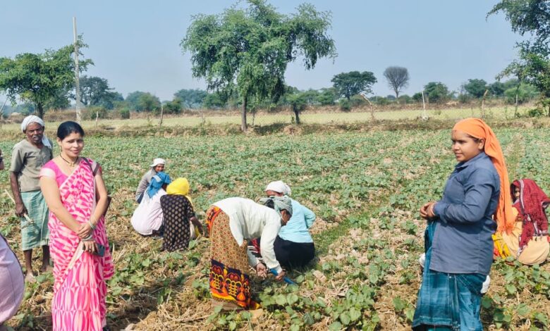 बेमेतरा : आत्मनिर्भर भारत के सपने को साकार कर रहा "बिहान