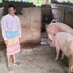 धमतरी के अशोक कुमार की चमकी किस्मत- सूकर पालन से