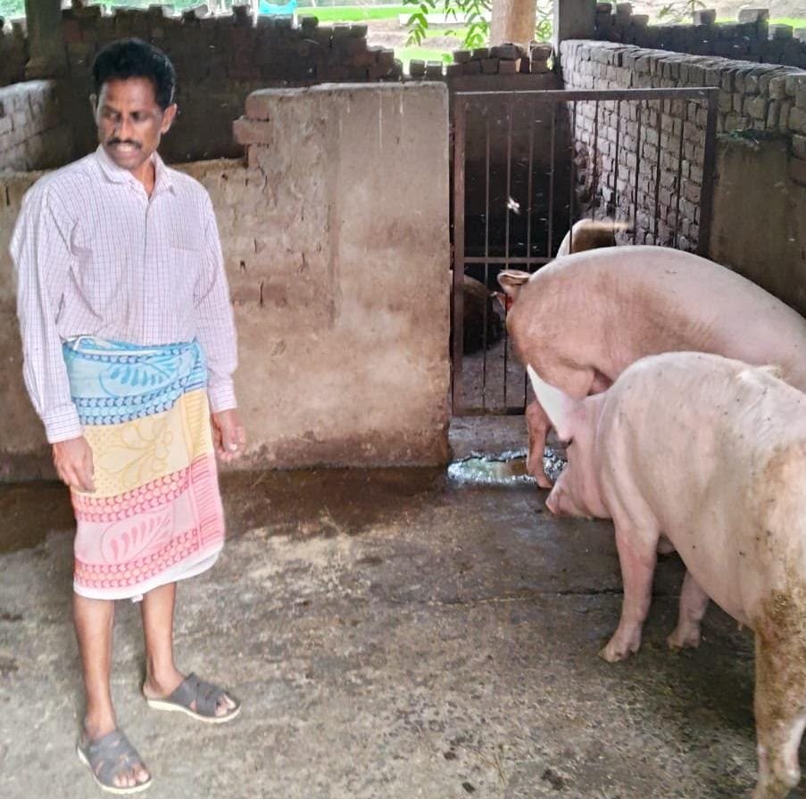 धमतरी के अशोक कुमार की चमकी किस्मत- सूकर पालन से
