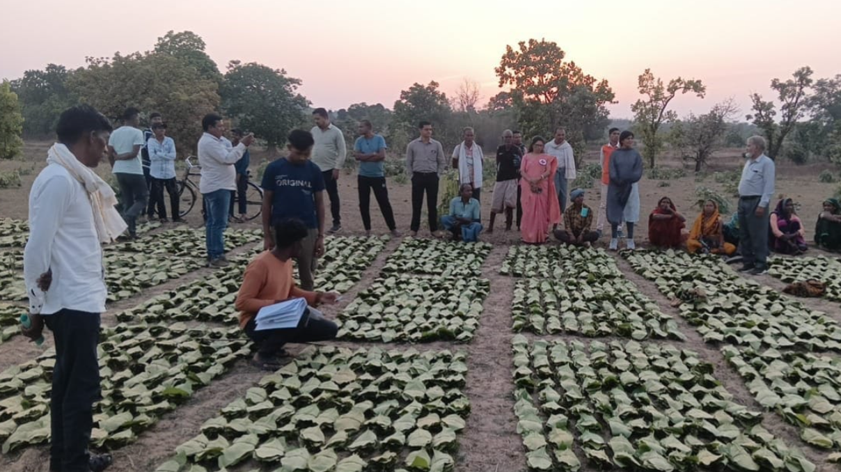 साय सरकार के सुशासन में तेन्दूपत्ता संग्राहकों को मिली आर्थिक मजबूती, 10,160 हितग्राहियों के खातों में पहुँची 1.39 करोड़ रुपये से अधिक की बोनस राशि